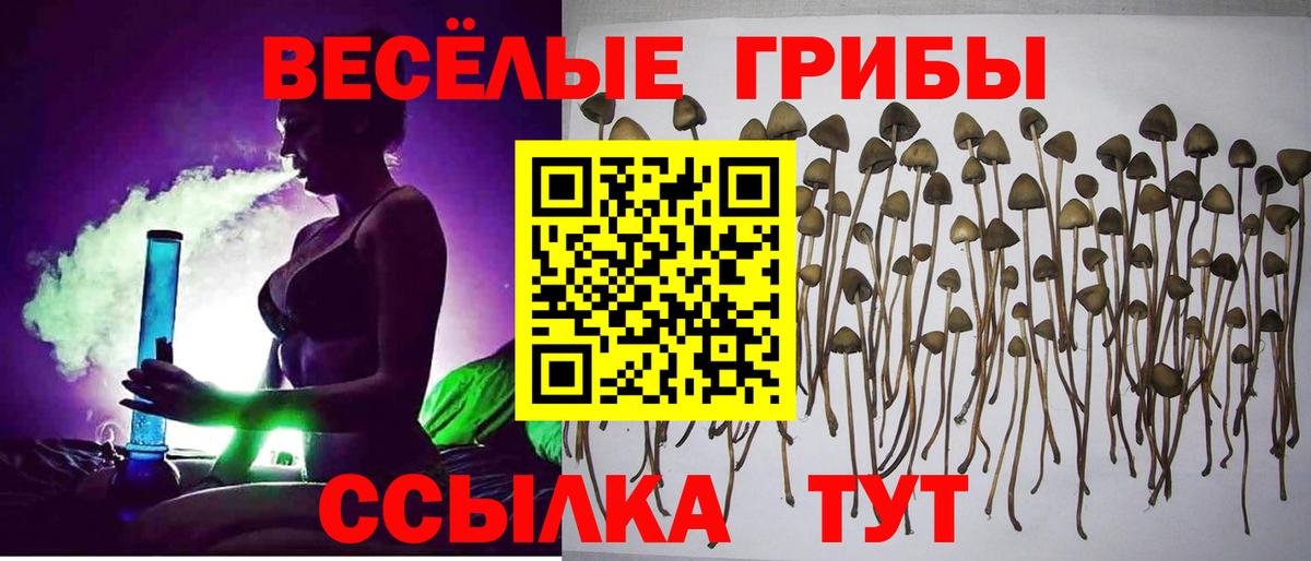 Рузаевка  Галлюциногенные грибы Psilocybe  Вход с VPN 